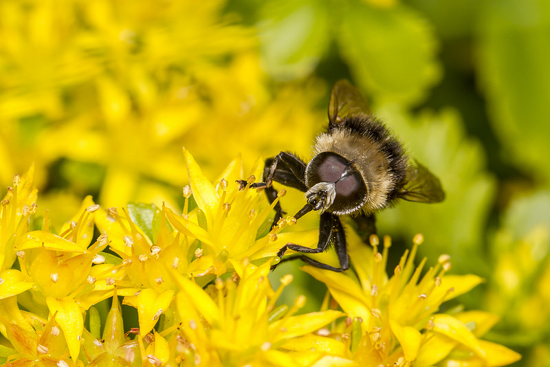 bee-pollinating-flower-garden