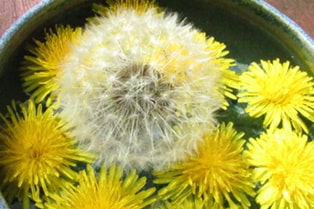 dandelions-weeding